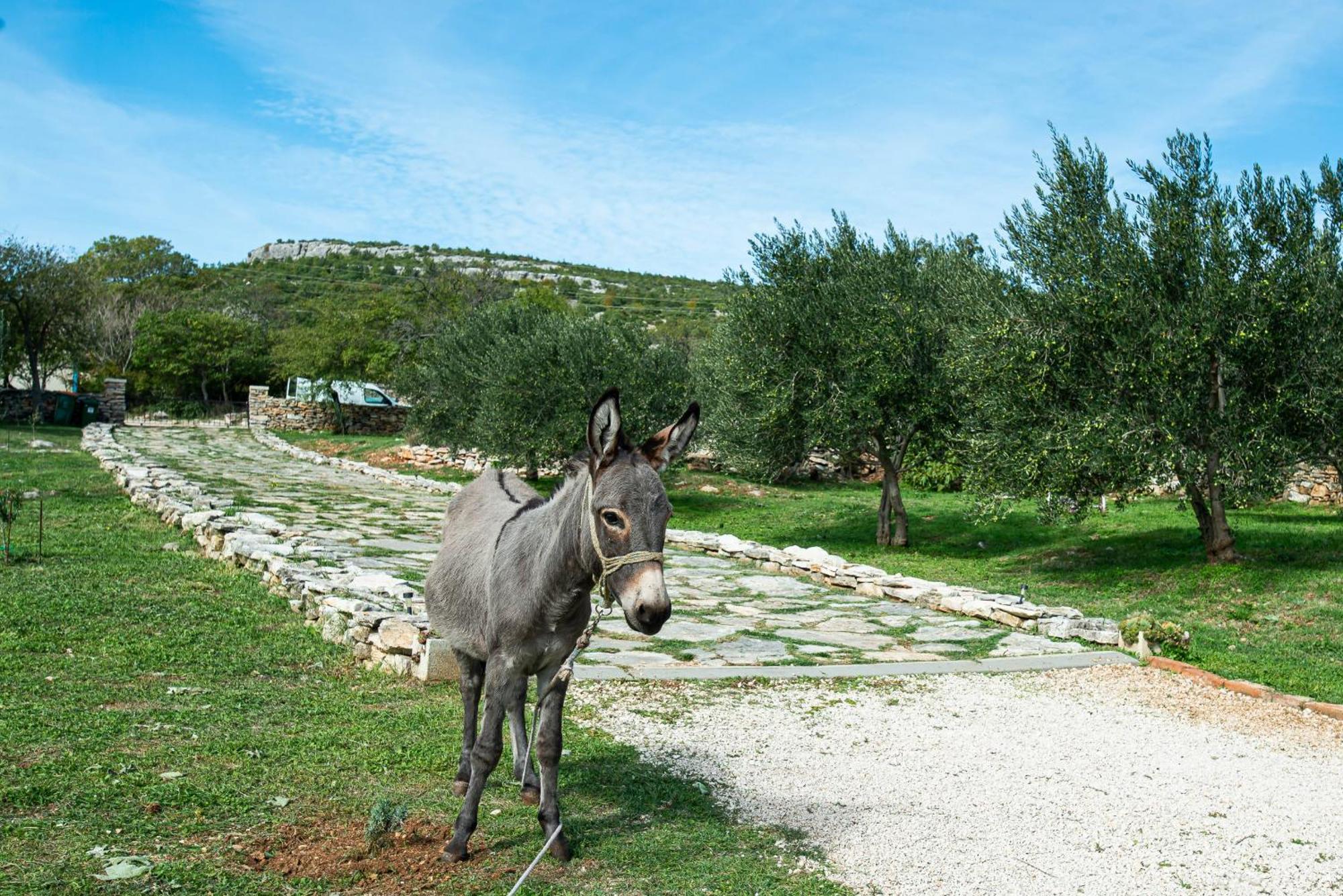Dalmatian Country House Irena Bruska Buitenkant foto