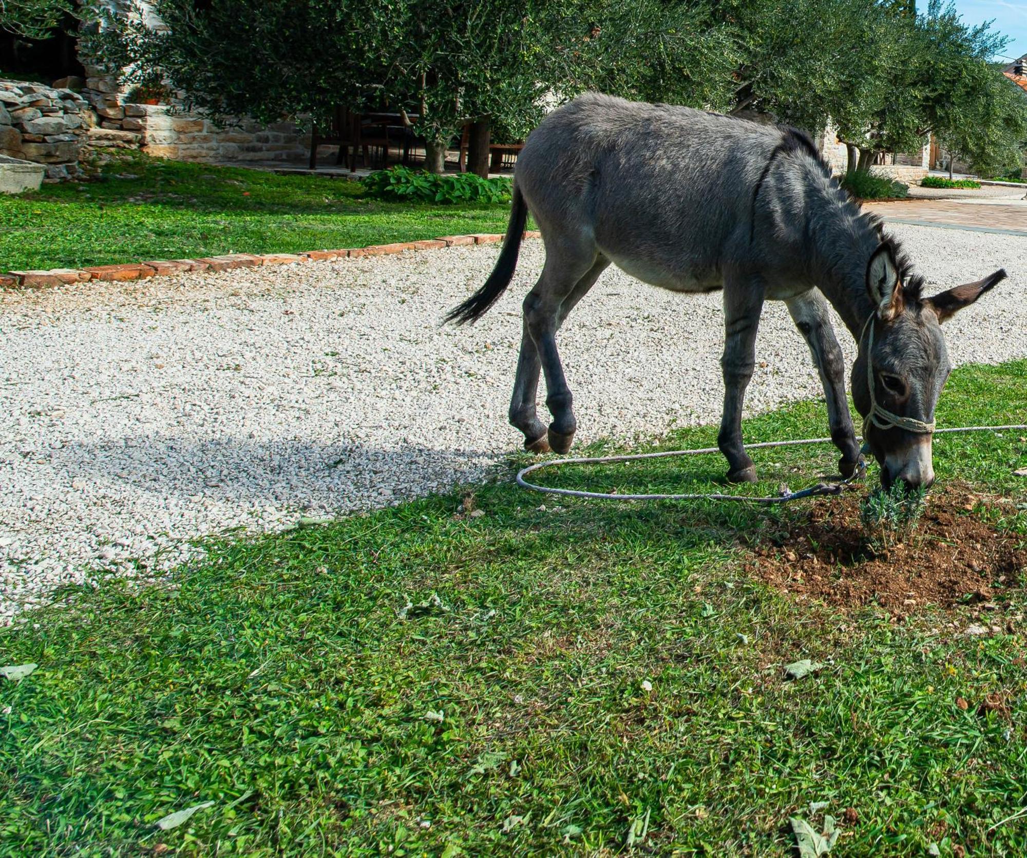 Dalmatian Country House Irena Bruska Buitenkant foto